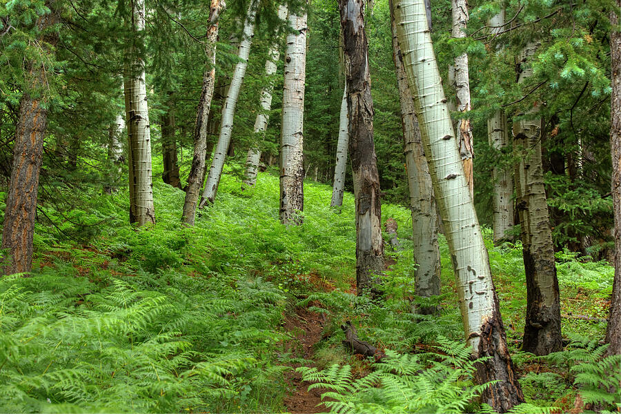 Ferns among the Aspen Forest Photograph by Sue Cullumber