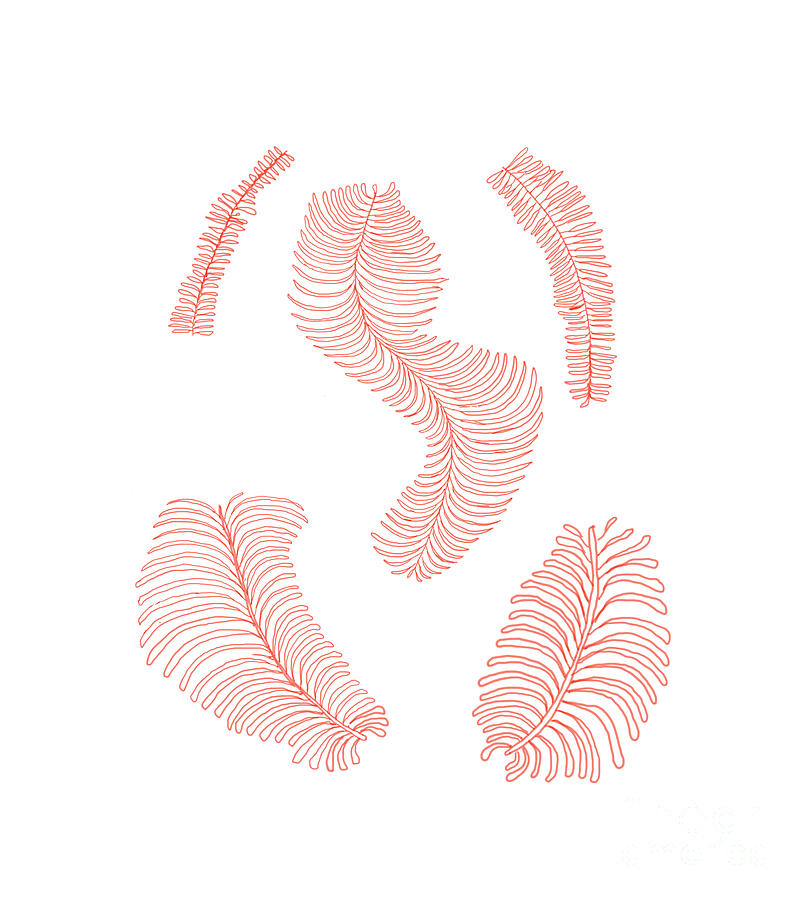 Ferns Digital Art