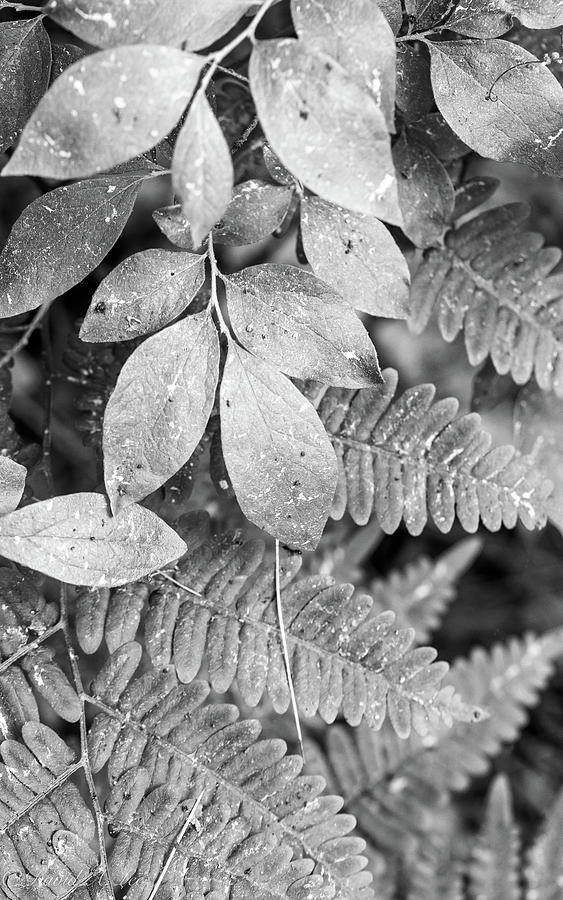 Ferns and Broad Leaves Photograph by David Lee