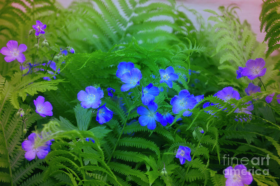 Ferns and Flowers Photograph by Mary Machare