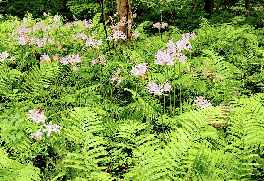 Ferns and Lillies Photograph by Kathy Barney
