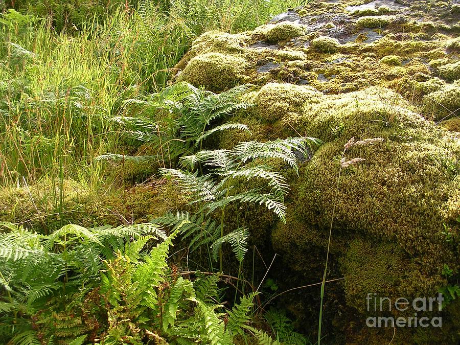 Ferns and moss on Knockan Crag Photograph by Lesley Evered