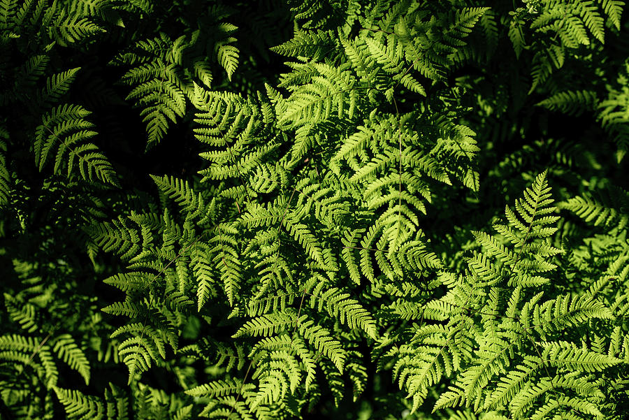 Ferns and Patterns Photograph by Logan Foll - Fine Art America