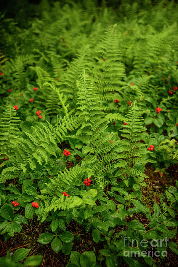 Ferns and Red Berries  Photograph by Alana Ranney