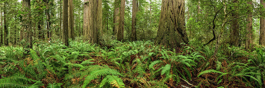 Ferns and Redwoods Panorama Photograph by Kelly VanDellen