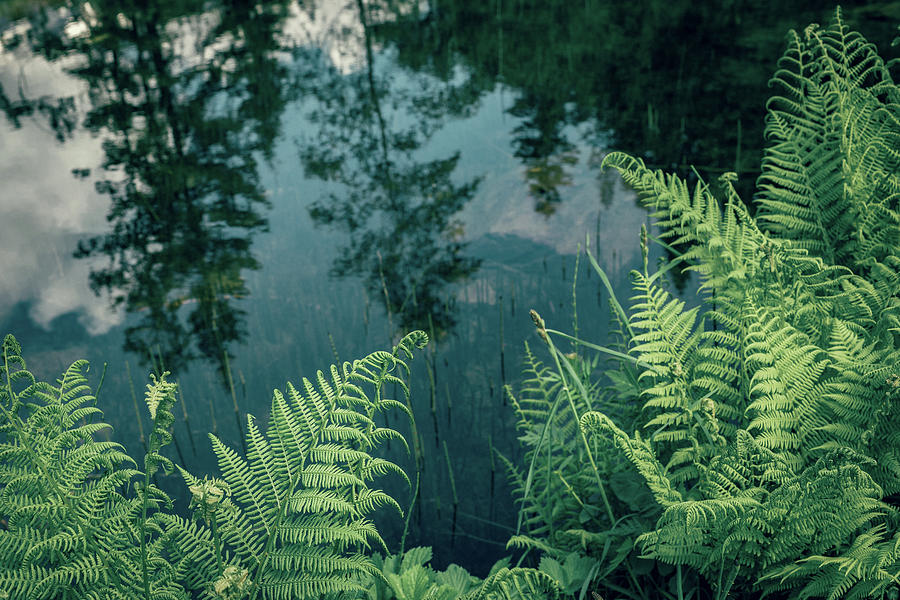 Ferns and reflections in the water Photograph by Benoit Bruchez