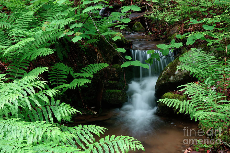 Ferns and small stream Photograph by Kevin Shields