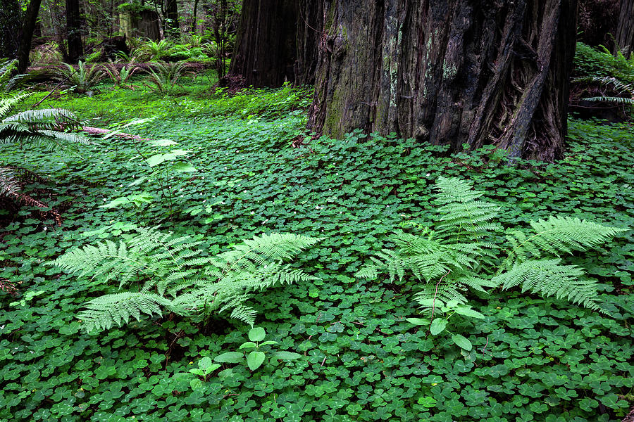 Ferns and Sorrel Photograph by Rick Pisio