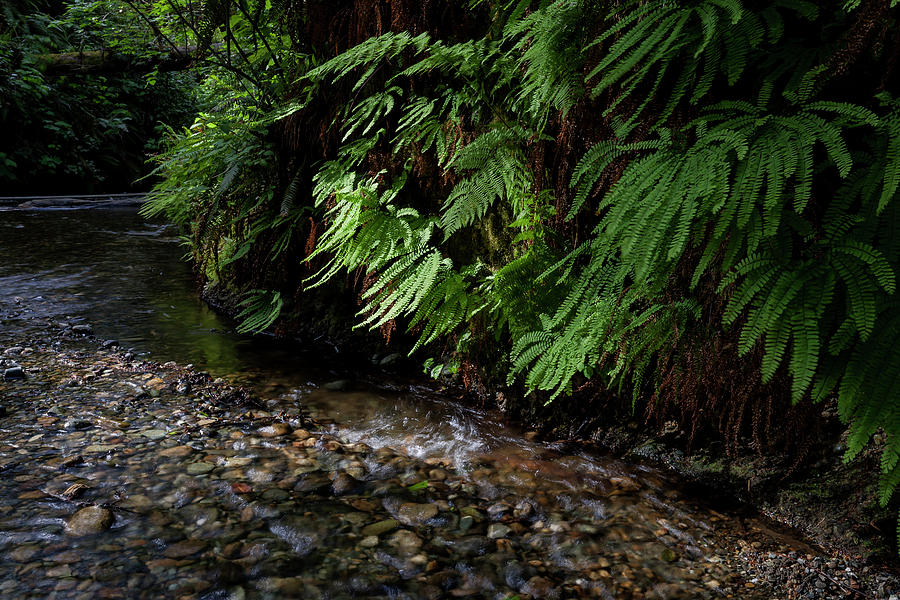 Ferns and Water Photograph by Rick Pisio