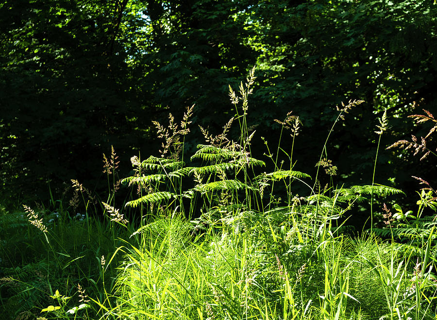 Ferns and Weeds Photograph by Frank Winters
