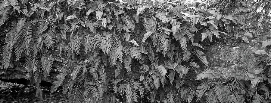 Ferns, Big Talbot Island, 2006 Photograph by John Simmons
