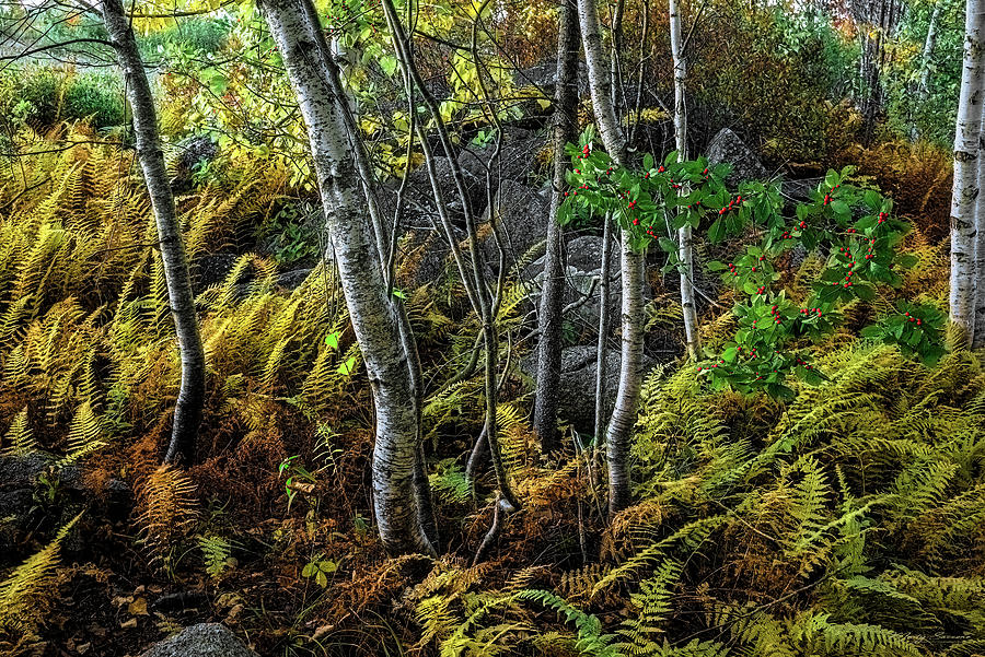 Ferns Birches and Boulders 1 Photograph by Marty Saccone