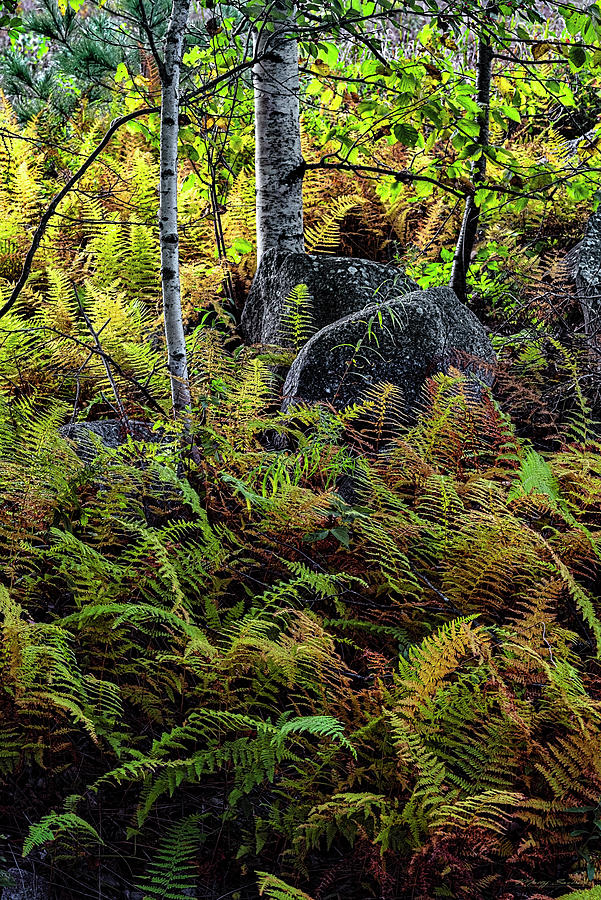 Ferns Birches and Boulders 3 Photograph by Marty Saccone