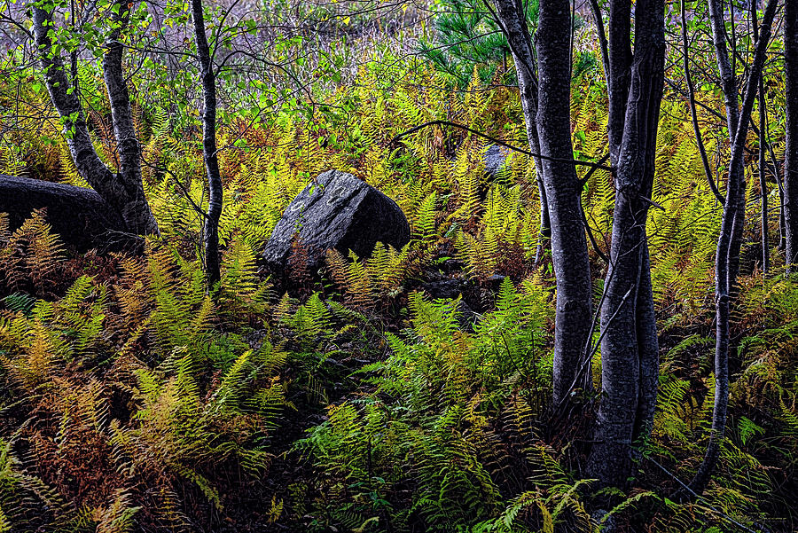 Ferns Birches and Boulders 4 Photograph by Marty Saccone