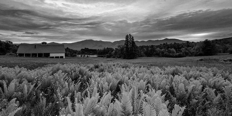 Ferns Photograph by Darylann Leonard Photography