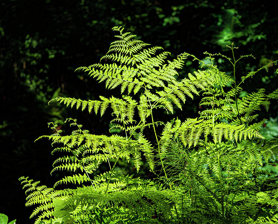 Ferns Photograph by Frank Winters