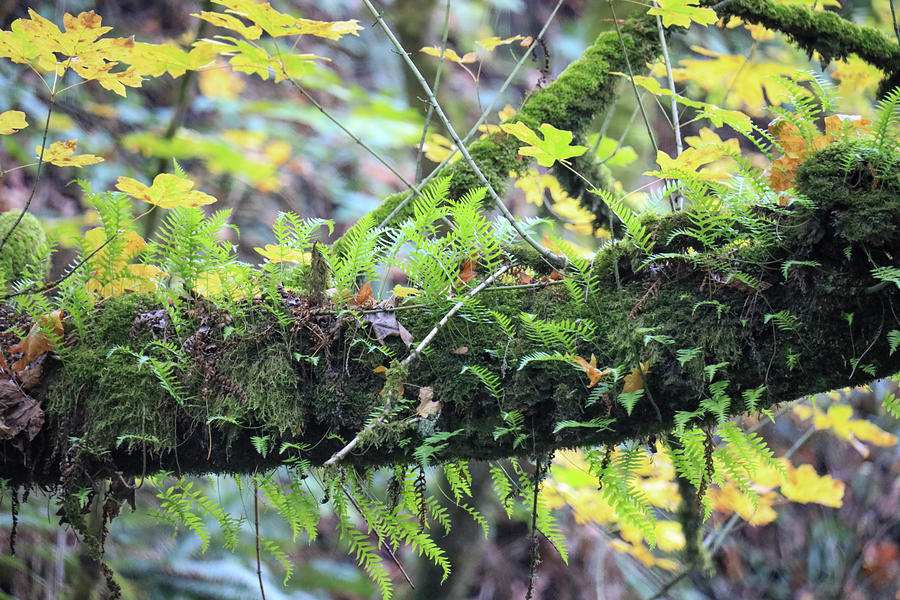 Ferns Growing From A Dead Log Photograph