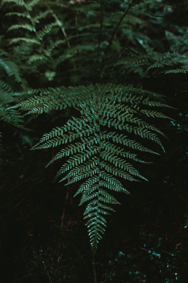 Ferns in a corner of untouched nature Photograph by Vaclav Sonnek