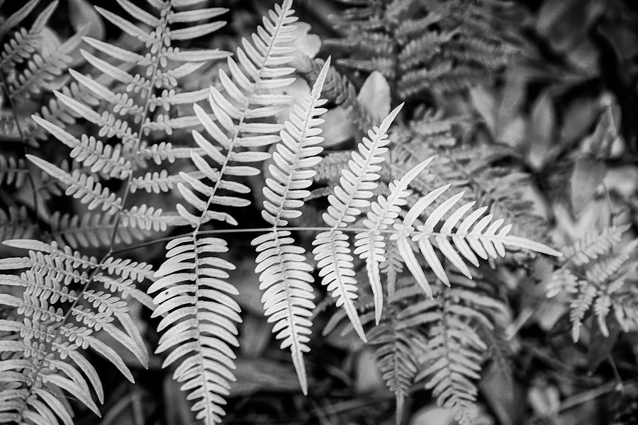 Ferns In Black And White Photograph