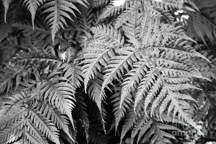 Ferns In Black And White Photograph