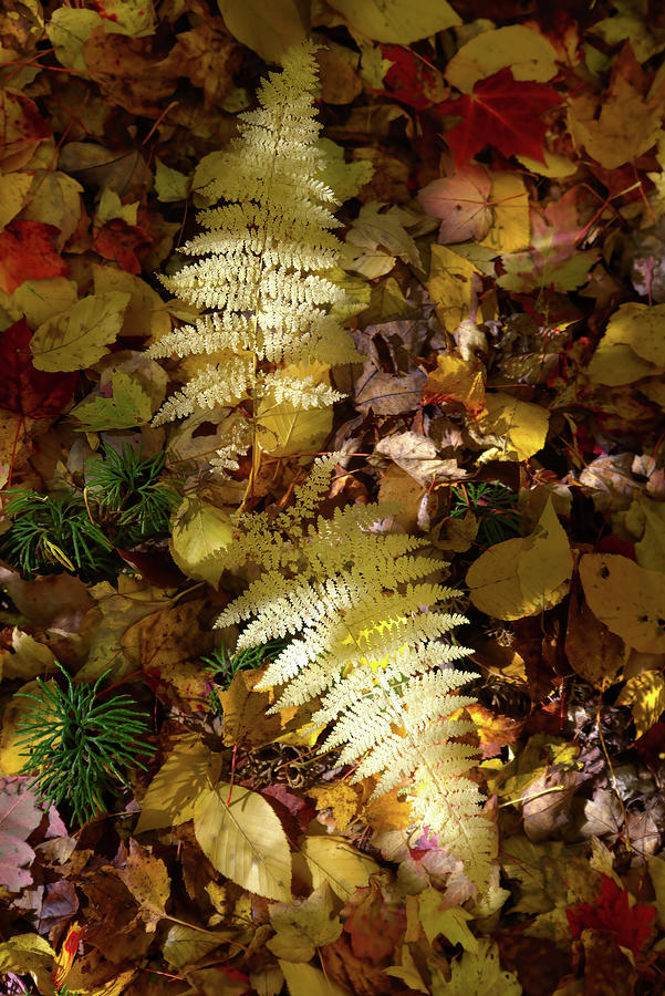 Ferns in Fall Photograph by Flinn Hackett