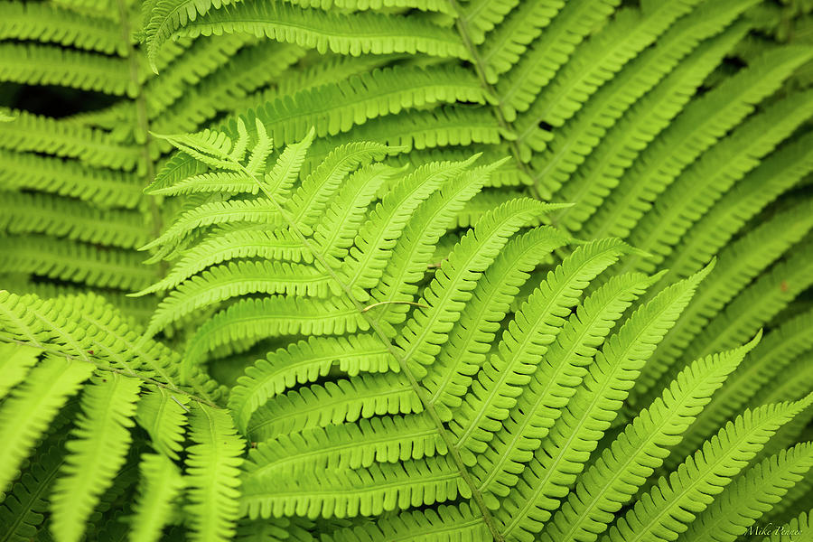 Ferns in spring 5-22-64 Photograph by Mike Penney - Fine Art America