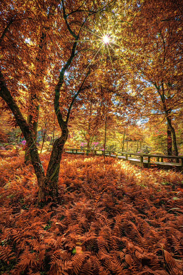 Ferns in the Autumn Garden Photograph by Debra and Dave Vanderlaan