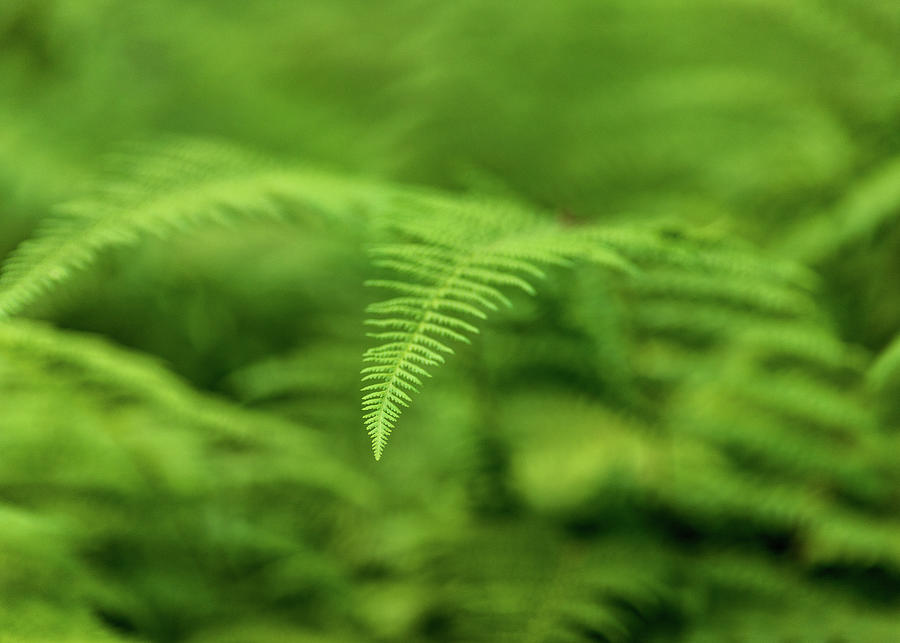 Ferns in the Forest Photograph by Amelia Pearn