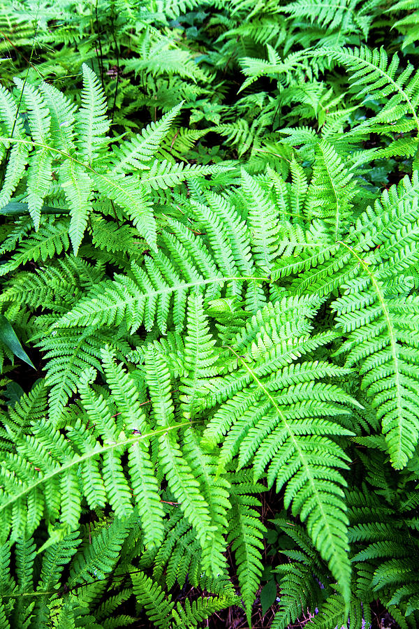 Ferns in the Forest Photograph by Bob Decker