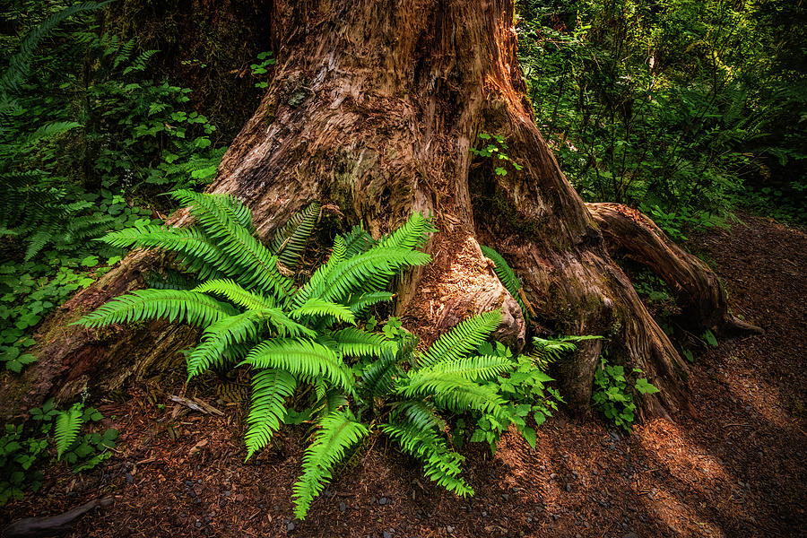 Ferns in the Rain Forest Photograph by Carolyn Derstine