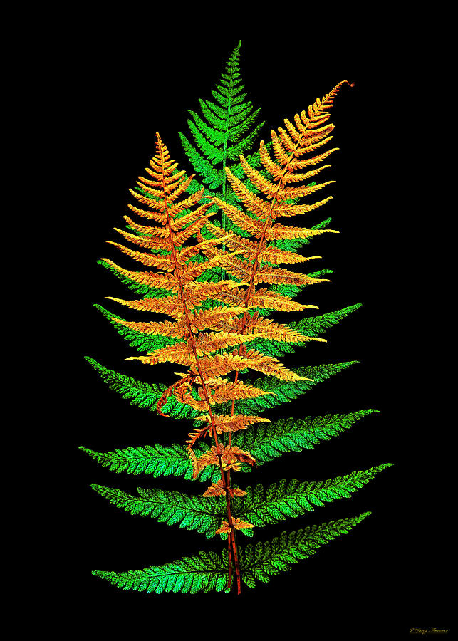Ferns Photograph by Marty Saccone