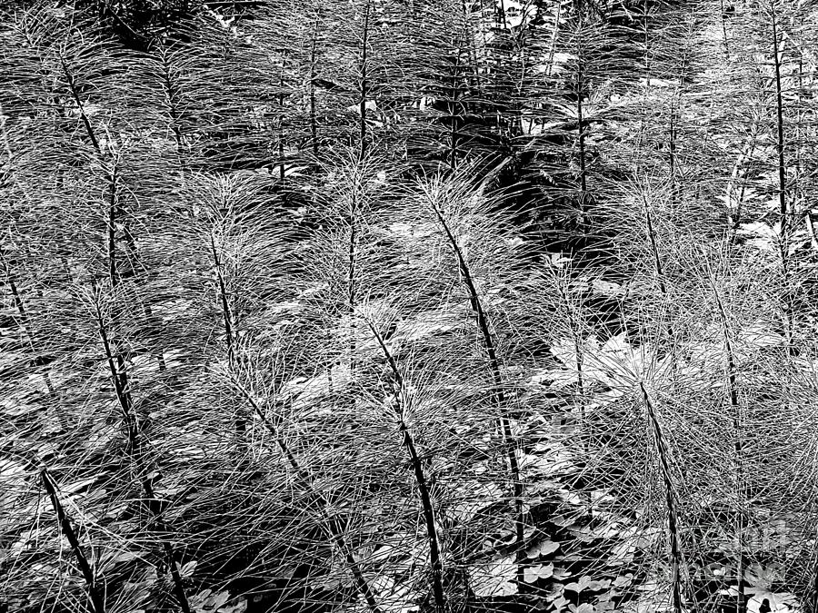 Ferns Of The Forest Floor In Bw Photograph