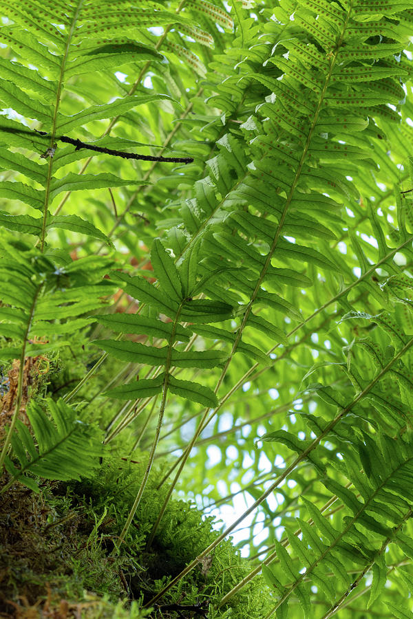 Ferns on a Tree Photograph by Catherine Avilez