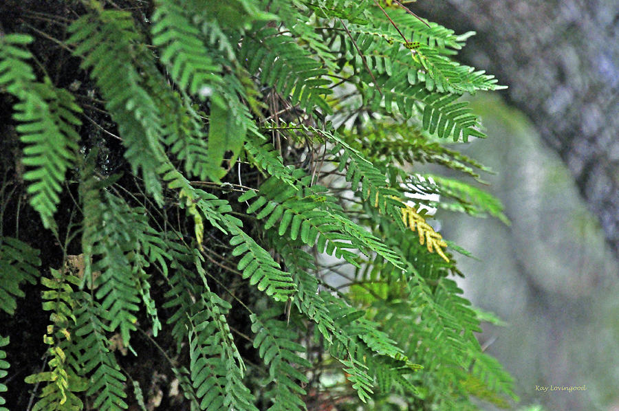 Ferns on a Tree Photograph by Kay Lovingood