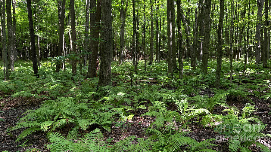 Ferns on Forest Floor 0871 Photograph by Jack Schultz