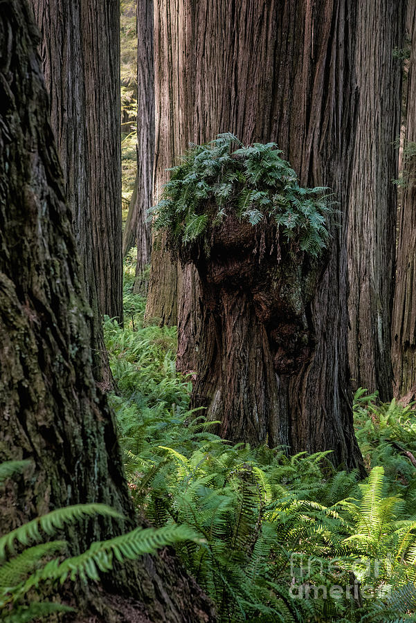 Ferns On Redwood Burl Photograph by Al Andersen