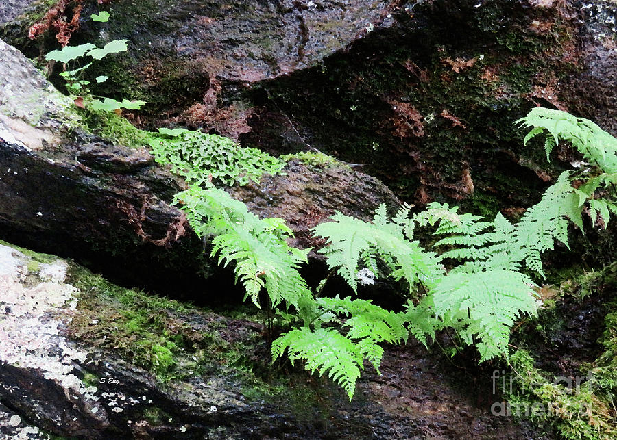 Ferns on the Rocks 1 Photograph by Sharon Williams Eng