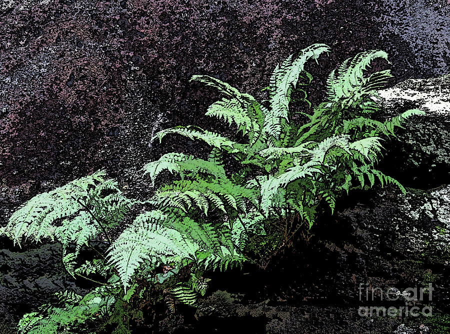 Ferns on the Rocks 2 Painting by Sharon Williams Eng
