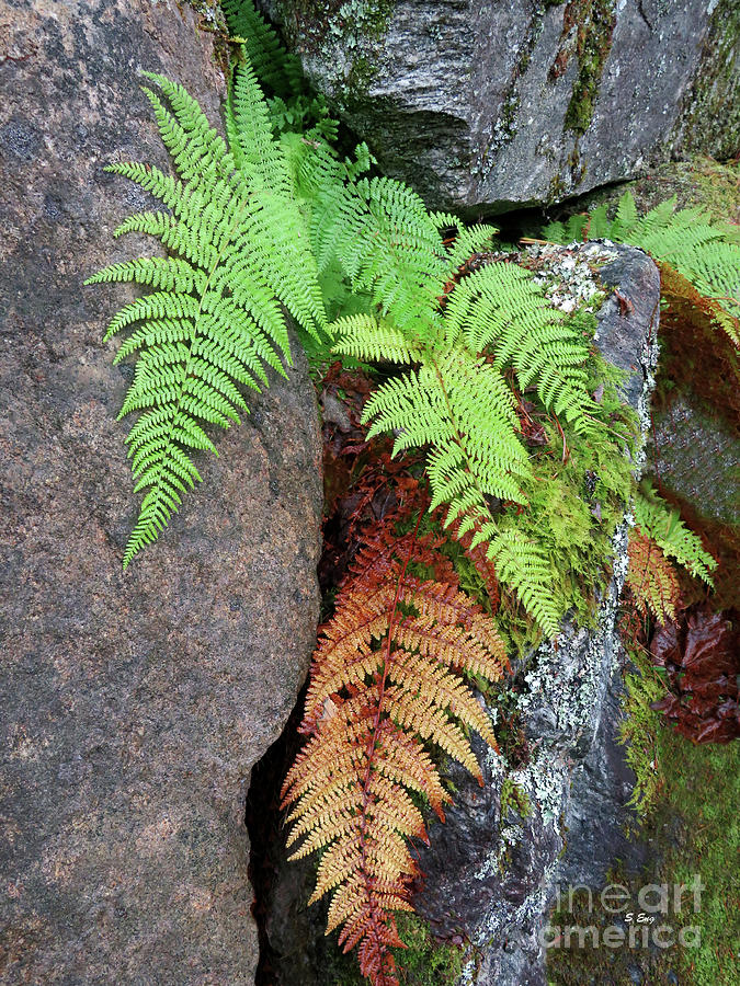 Ferns on the Rocks 3 Photograph by Sharon Williams Eng