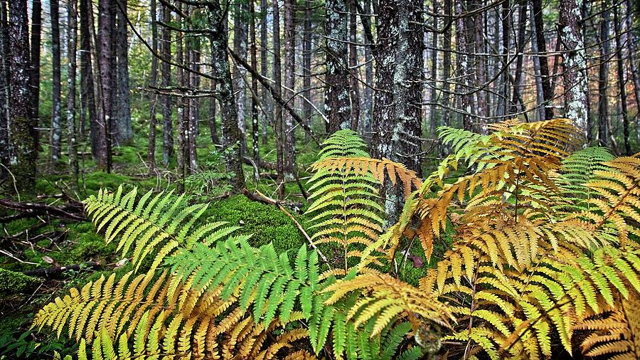 Ferns on the Trail in the Fall Photograph by Ronald Lutz