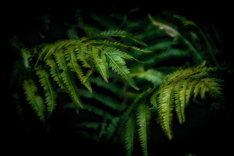 Ferns Photograph by RicharD Murphy