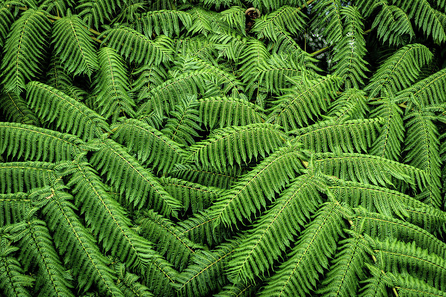 Ferns Photograph by Rick Nelson