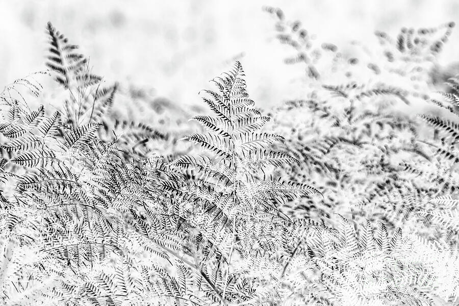 Forest Photograph - Ferny Grove by Jorgo Photography - Wall Art Gallery Forest Photograph - Ferny Grove by Jorgo Photography - Wall Art Gallery