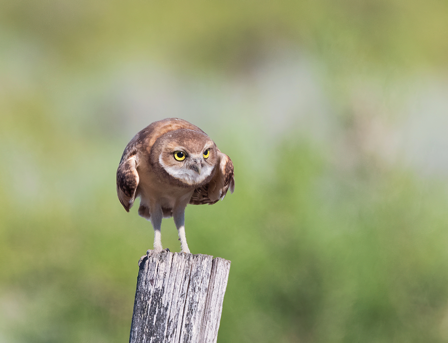 Ferocious Burrowing Owl Photograph by Loree Johnson