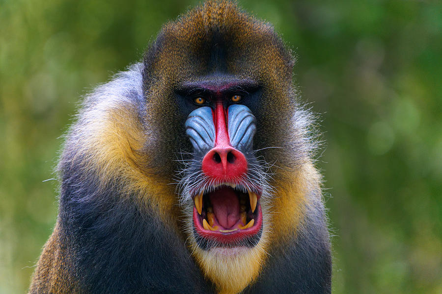 Ferocious Face Photograph