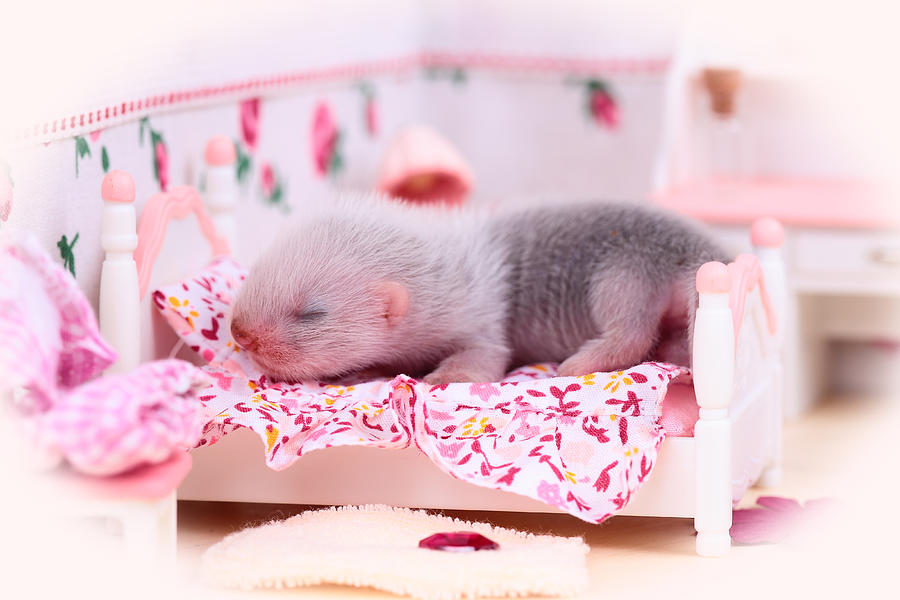 Ferret baby in doll house Photograph by Bozhdb