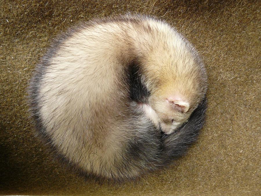 Ferret ball hot sale