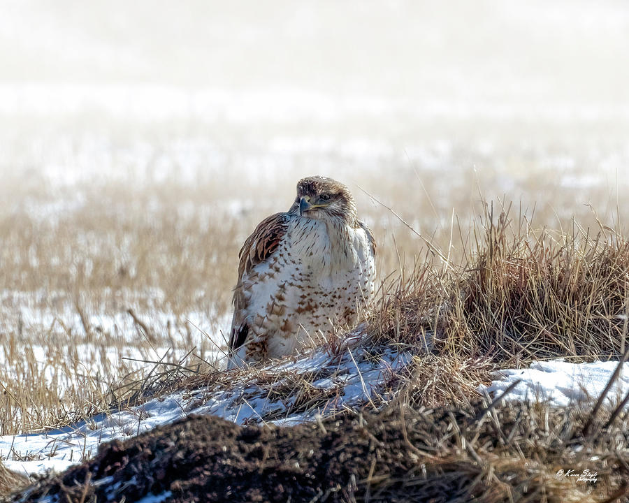 Ferruginous Hawk After Snow Photograph by Karen Slagle