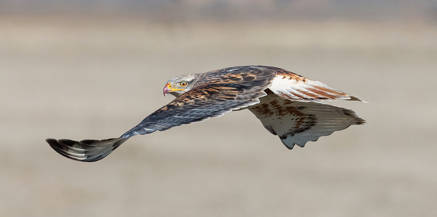 Ferruginous Hawk Away Photograph by Loree Johnson