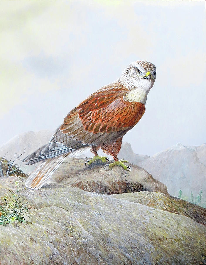 Ferruginous Hawk Painting by Barry Kent MacKay